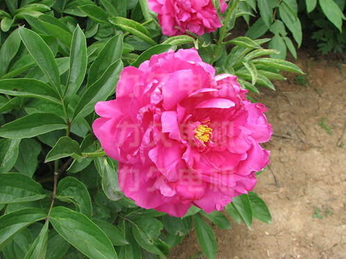 力久電機牡丹花開 力久電機牡丹花開